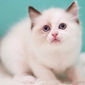 販売中の東京都のラグドール-114593の1枚目